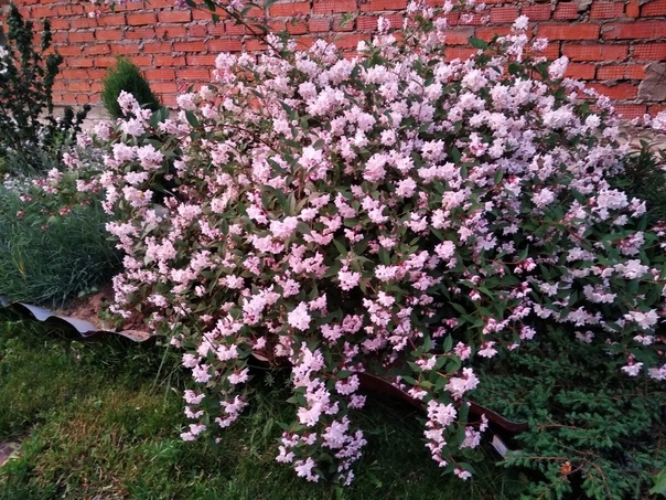 Размножение