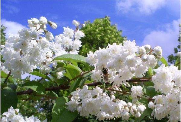 Размножение