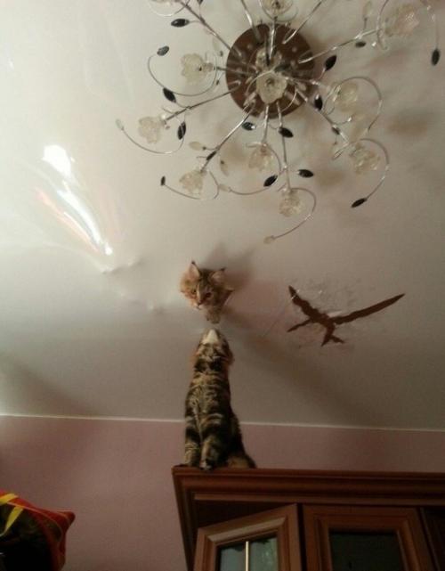 Возьми котика говорили они. 03