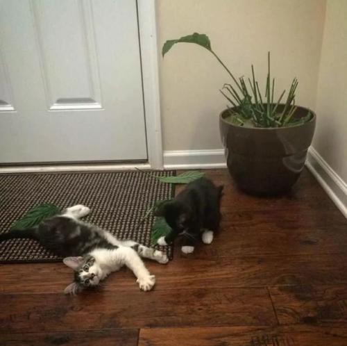 Возьми котика говорили они.