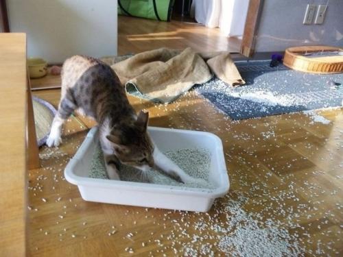 Возьми котика говорили они. 02