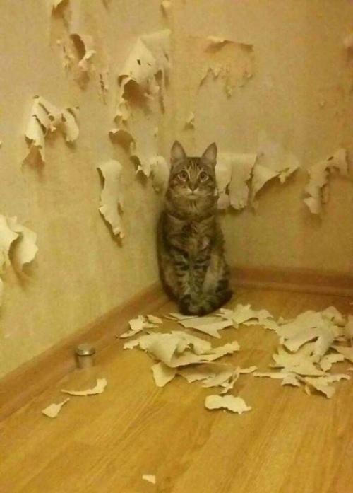 Возьми котика говорили они. 01