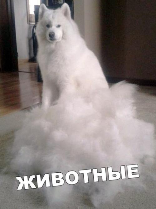 У меня кошка с собакой, но мне так не повезло. 05