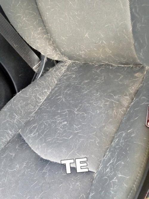 У меня кошка с собакой, но мне так не повезло. 02