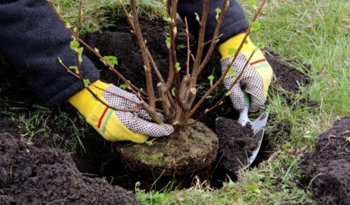 Когда лучше сажать косточковые деревья весной или осенью. Самое подходящее время