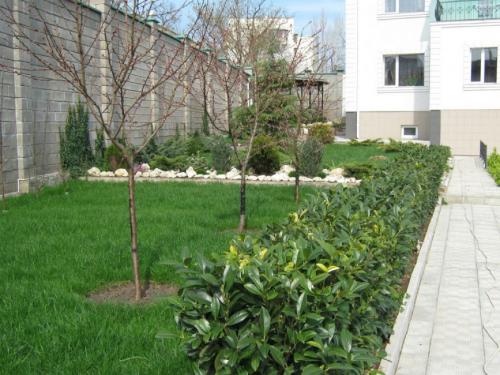 Когда лучше сажать косточковые деревья весной или осенью. Самое подходящее время