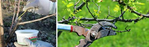 Стрижка кустов кусторезом. КАКИМ ДЕКОРАТИВНЫМ КУСТАРНИКАМ ТРЕБУЕТСЯ ВЕСЕННЯЯ ОБРЕЗКА