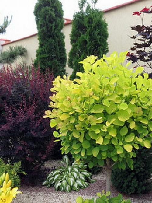 Кустарники стричь правильно, как. ОБРЕЗКА ПЛОДОВЫХ КУСТАРНИКОВ – КАК И КОГДА ПРОВОДИТЬ? 08