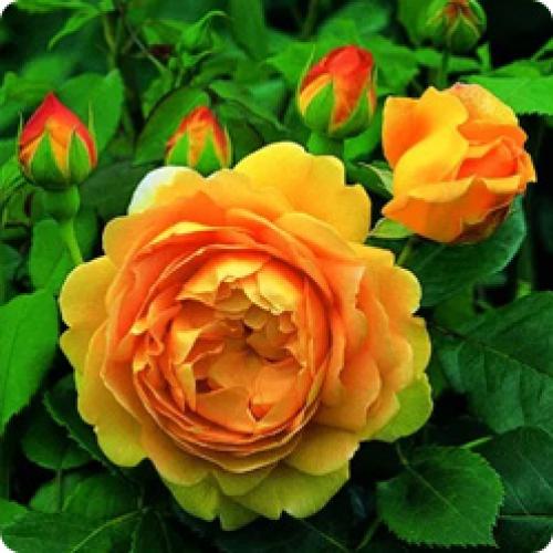 Стрижка кустов кусторезом. КАКИМ ДЕКОРАТИВНЫМ КУСТАРНИКАМ ТРЕБУЕТСЯ ВЕСЕННЯЯ ОБРЕЗКА