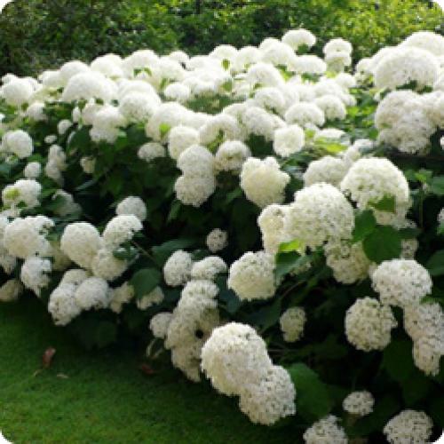 Стрижка кустов кусторезом. КАКИМ ДЕКОРАТИВНЫМ КУСТАРНИКАМ ТРЕБУЕТСЯ ВЕСЕННЯЯ ОБРЕЗКА