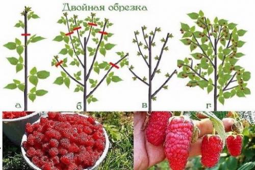 Кустарники стричь правильно, как. ОБРЕЗКА ПЛОДОВЫХ КУСТАРНИКОВ – КАК И КОГДА ПРОВОДИТЬ?