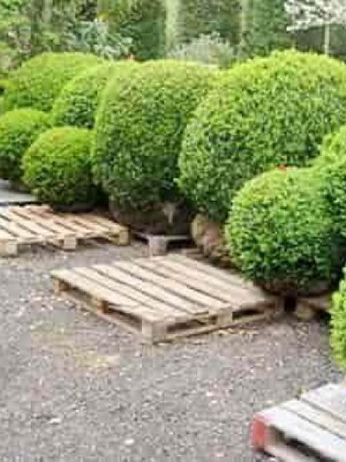 Кустарники стричь правильно, как. ОБРЕЗКА ПЛОДОВЫХ КУСТАРНИКОВ – КАК И КОГДА ПРОВОДИТЬ? 07