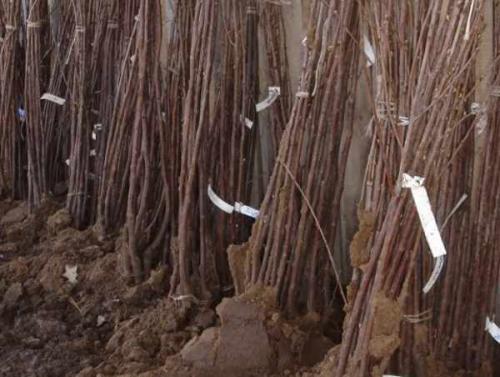 Осенняя посадка деревьев сроки. Какие деревья и кустарники лучше сажать осенью и почему? 04