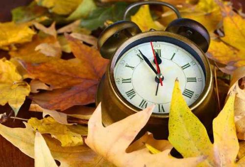 Осенняя посадка деревьев сроки. Какие деревья и кустарники лучше сажать осенью и почему? 03