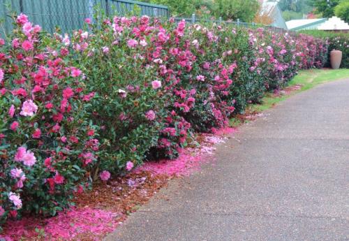 Зонирование огорода на участке. Зонирование участка: разработка плана, зонирование перепадом высоты и цветом. 140 фото-идей