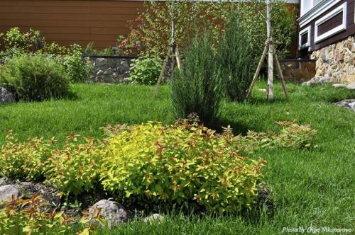 Клумбы из кустарников и многолетников. Варианты компоновки хвойного миксбордера 10 Клумбы из кустарников и многолетников. Варианты компоновки хвойного миксбордера 10