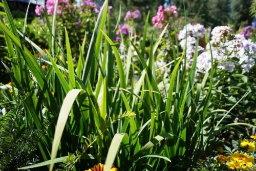 Клумбы из кустарников и многолетников. Варианты компоновки хвойного миксбордера 04 Клумбы из кустарников и многолетников. Варианты компоновки хвойного миксбордера 04