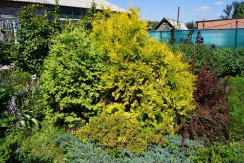 Клумбы из кустарников и многолетников. Варианты компоновки хвойного миксбордера 07 Клумбы из кустарников и многолетников. Варианты компоновки хвойного миксбордера 07