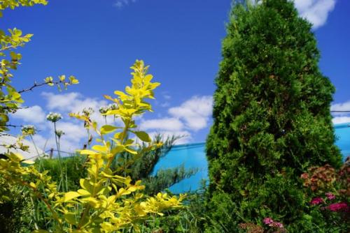 Клумбы из кустарников и многолетников. Варианты компоновки хвойного миксбордера 08 Клумбы из кустарников и многолетников. Варианты компоновки хвойного миксбордера 08