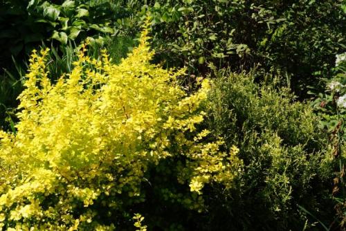 Клумбы из кустарников и многолетников. Варианты компоновки хвойного миксбордера 05 Клумбы из кустарников и многолетников. Варианты компоновки хвойного миксбордера 05