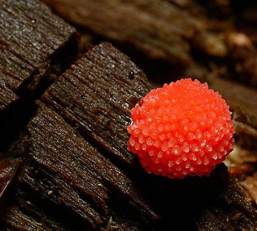 Чем обрабатывать потолок в ванной. Плесень на потолке: причины образования