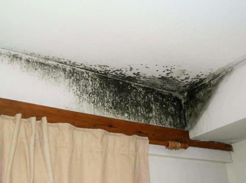 Обработка потолка медным купоросом. Методы избавления от плесени на потолке