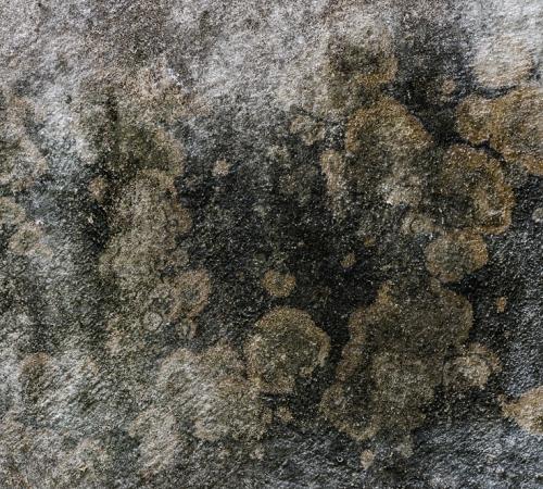 Чем обрабатывать потолок в ванной. Плесень на потолке: причины образования