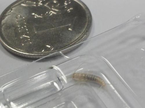 Очень маленькие белые насекомые в ванной. В чём опасность белых насекомых