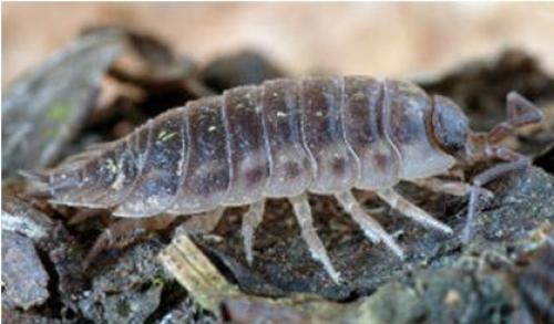 Насекомые в ванной мокрица. О мокрицах