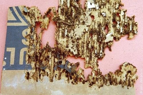 Маленькие жучки в ванной. Насекомые в ванной: фото и названия 05 Маленькие жучки в ванной. Насекомые в ванной: фото и названия 05