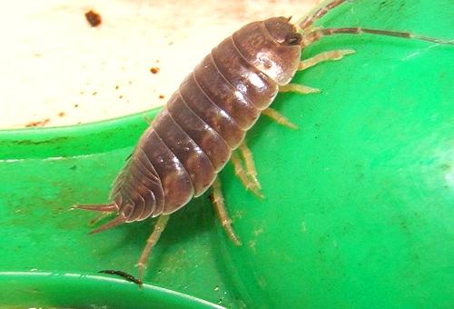 Маленькие коричневые жучки в ванной. Как бороться с насекомыми в ванной комнате