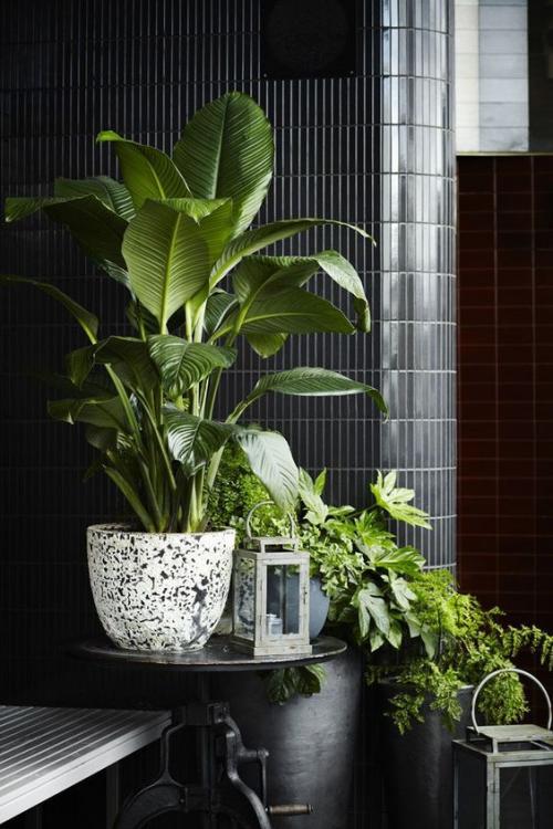 Большие растения в доме 05