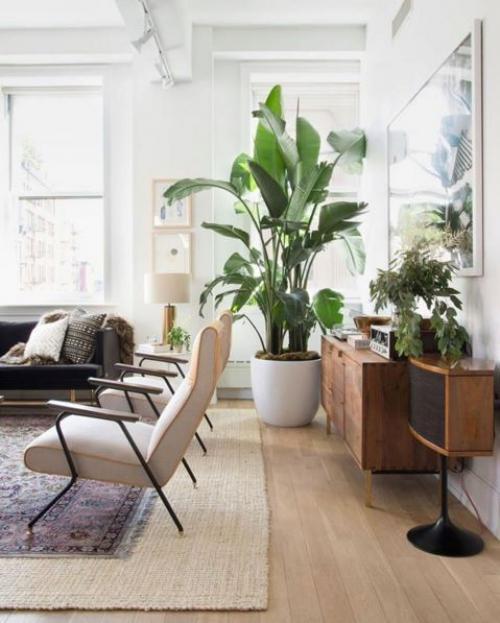 Большие растения в доме 08