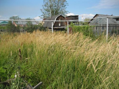 Жалоба на заброшенный участок. Законные способы борьбы с соседским участком, который зарос бурьяном