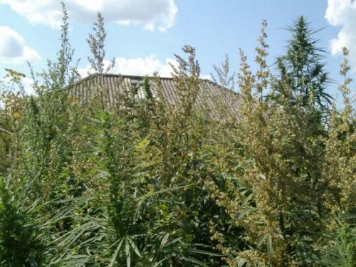 Жалоба на заброшенный участок. Законные способы борьбы с соседским участком, который зарос бурьяном