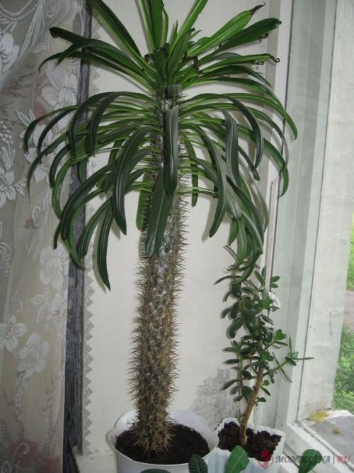 Высокие растения для дома 09 Высокие растения для дома 09