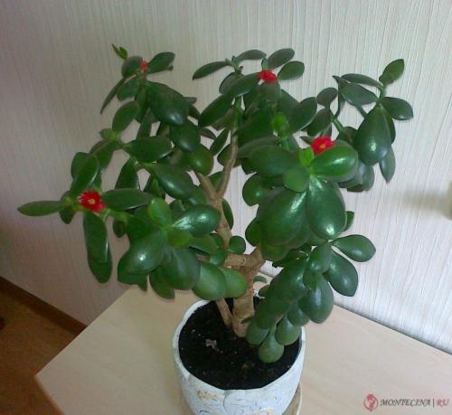 Высокие растения для дома 11 Высокие растения для дома 11