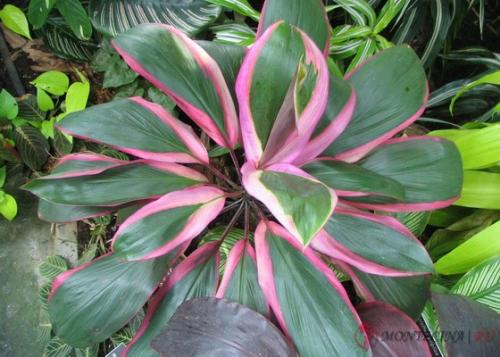 Высокие растения для дома 06 Высокие растения для дома 06