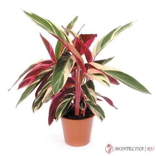 Высокие растения для дома 08 Высокие растения для дома 08