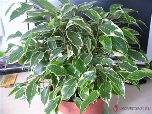 Высокие растения для дома 10 Высокие растения для дома 10