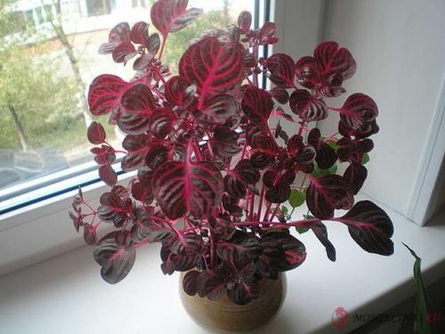 Высокие растения для дома 07 Высокие растения для дома 07