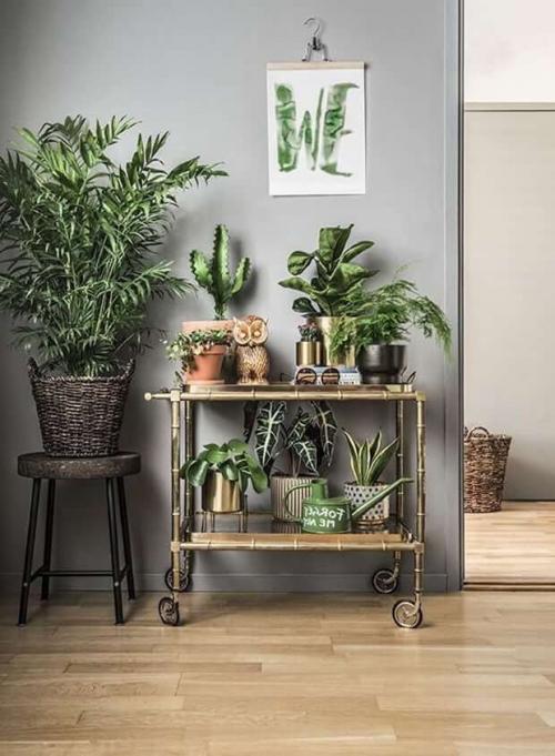 Стильные растения для дома. Вертикальное озеленение — новомодные тенденции дизайна