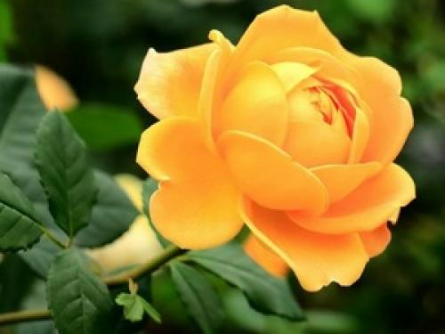 Какая бывает ширина обоев. Стандартные размеры 17