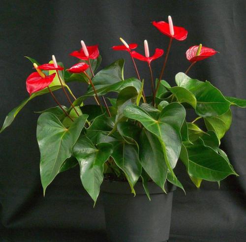 Мужские цветы в горшках. Описание 20 Мужские цветы в горшках. Описание 20