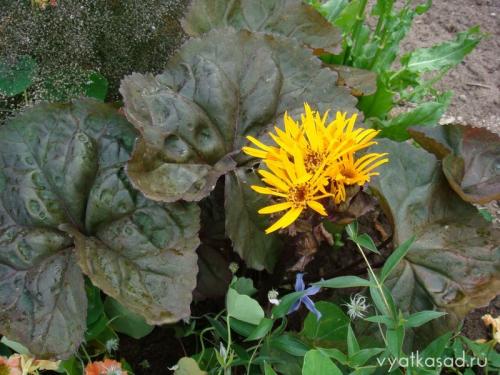 Высокое растение с большими листьями.