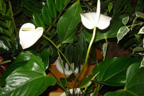 Мужские цветы в горшках. Описание 10 Мужские цветы в горшках. Описание 10