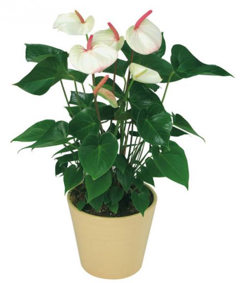 Мужские цветы в горшках. Описание 17 Мужские цветы в горшках. Описание 17