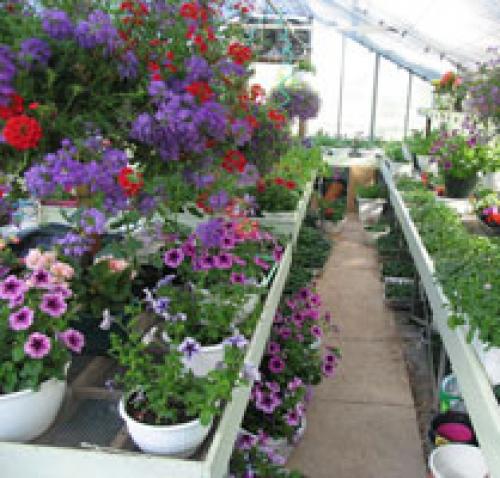 Растения для зимнего сада