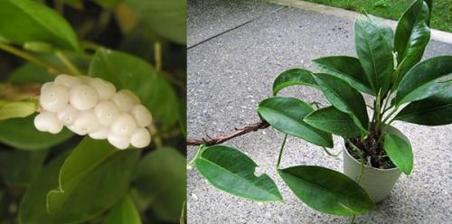 Цветок мужское счастье виды. Антуриум – цветок мужское счастье