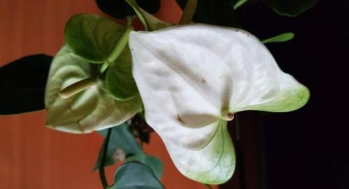 Мужские цветы в горшках. Описание 13 Мужские цветы в горшках. Описание 13